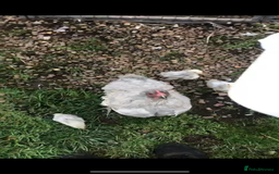 Chickens poultry for sale: Orpington lavender - Image 3