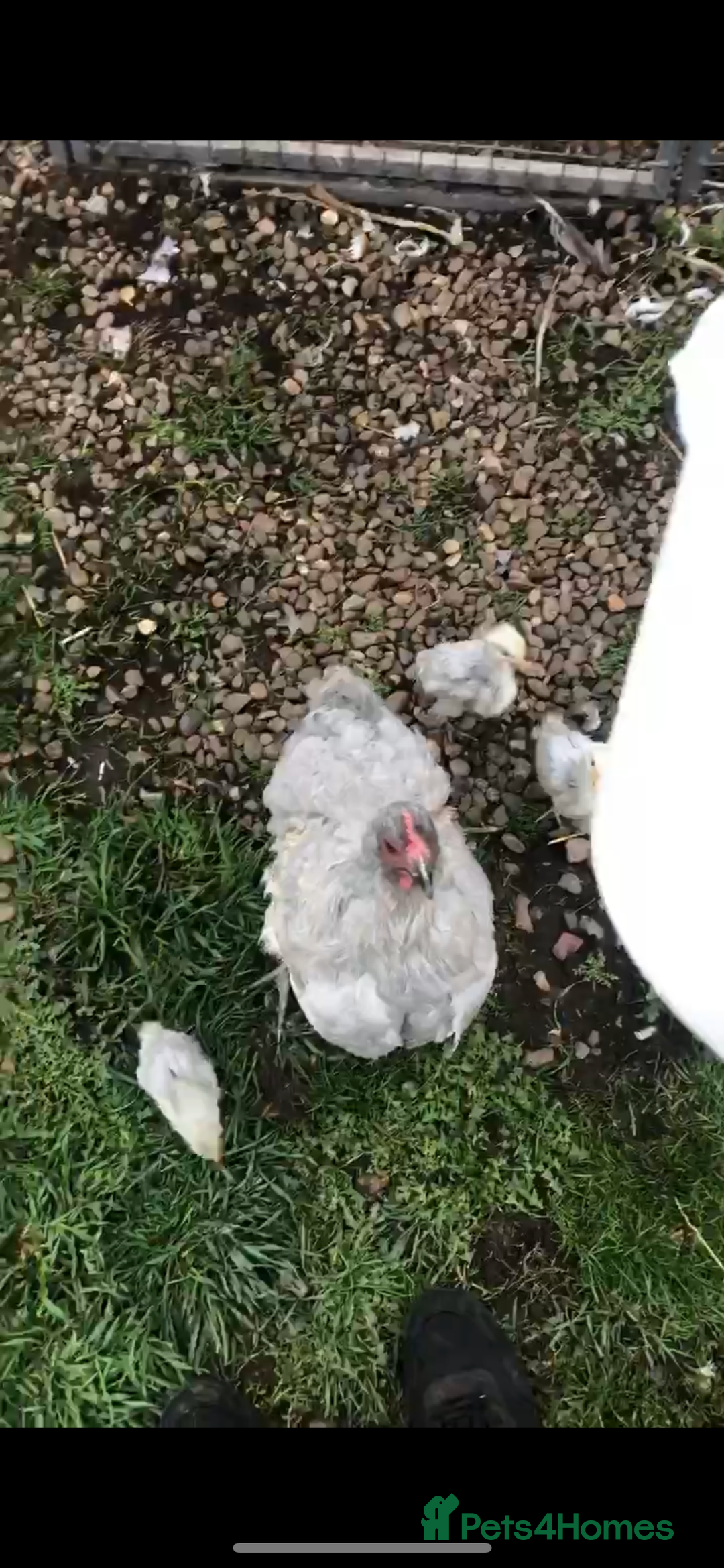 Chickens poultry for sale: Orpington lavender - Image 3