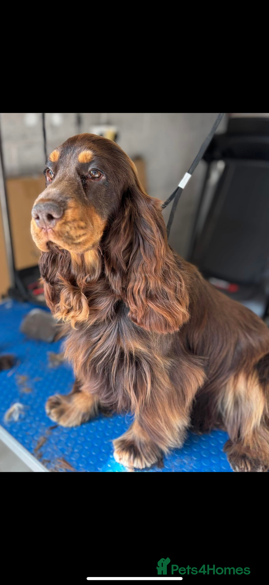 Cocker Spaniel dogs for sale: Outstanding simbawood line cocker spaniels  - Image 5