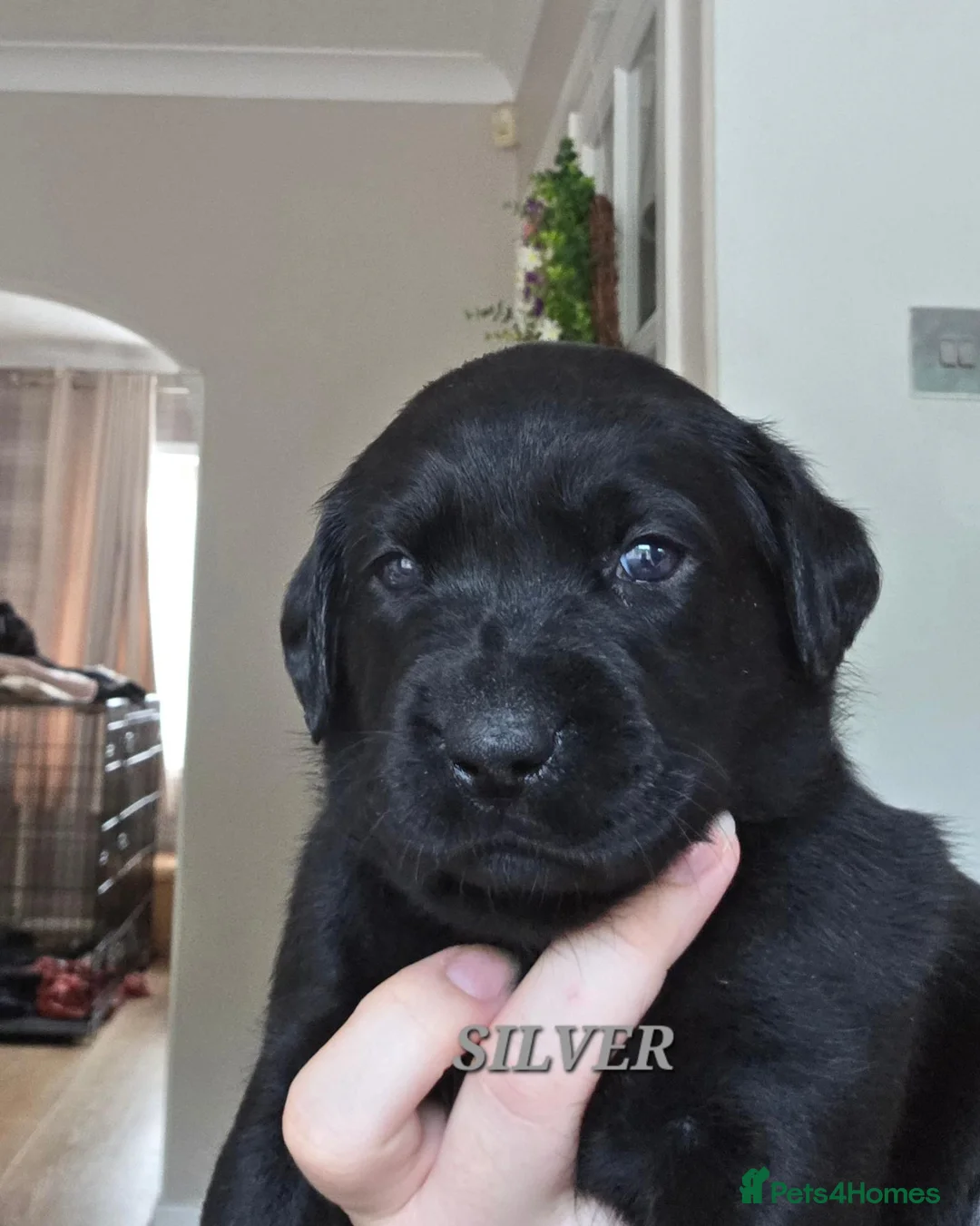 Labrador Retriever dogs for sale: Labrador puppies  in Rugeley - Advert 2