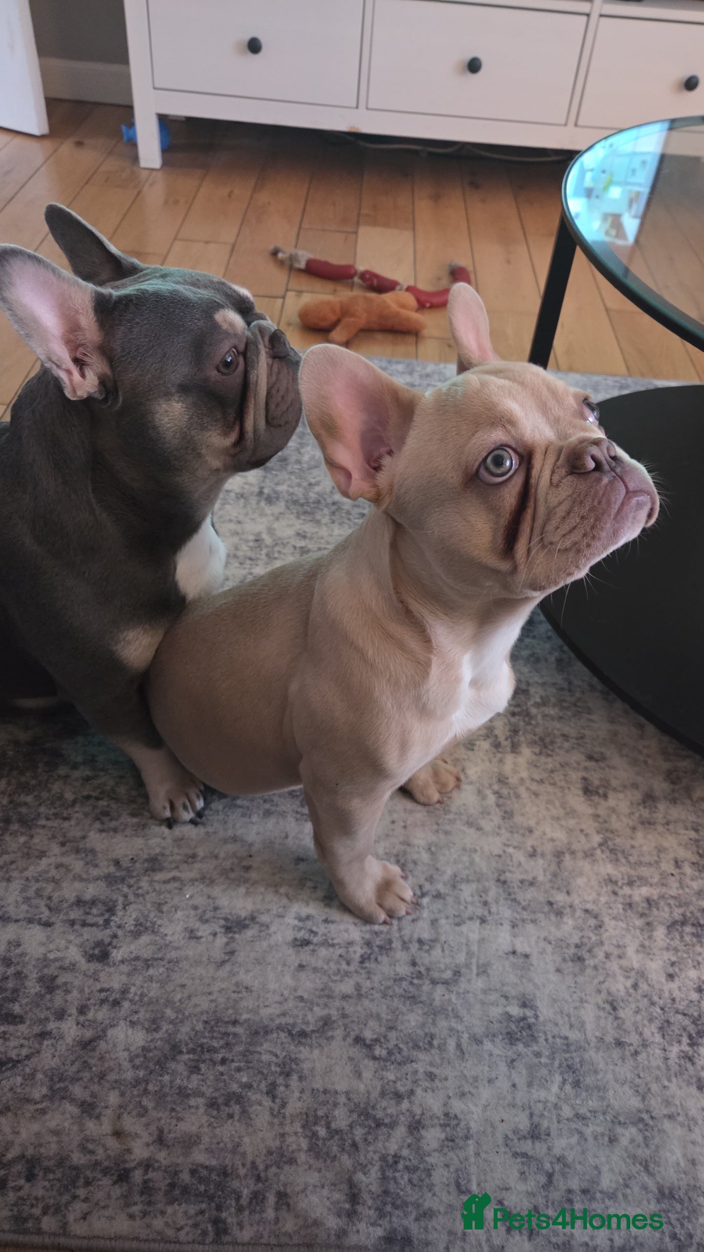 French Bulldog dogs Male cream frenchbull dog  - Advert 1