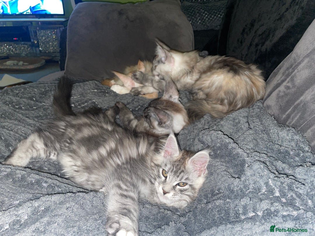 Maine Coon cats for sale: TICA registered Maine coon kittens  - Image 32