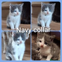 Mixed Breed cats - Advert 2