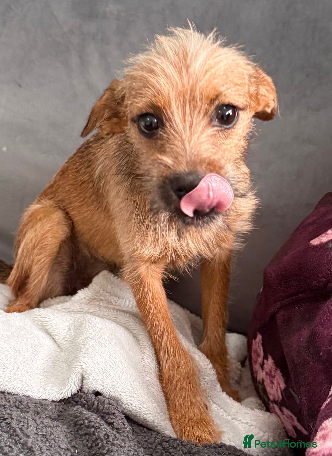Russian Toy Terrier dogs for adoption: Giselle – The Tiny Survivor with a Big Personality - Image 10