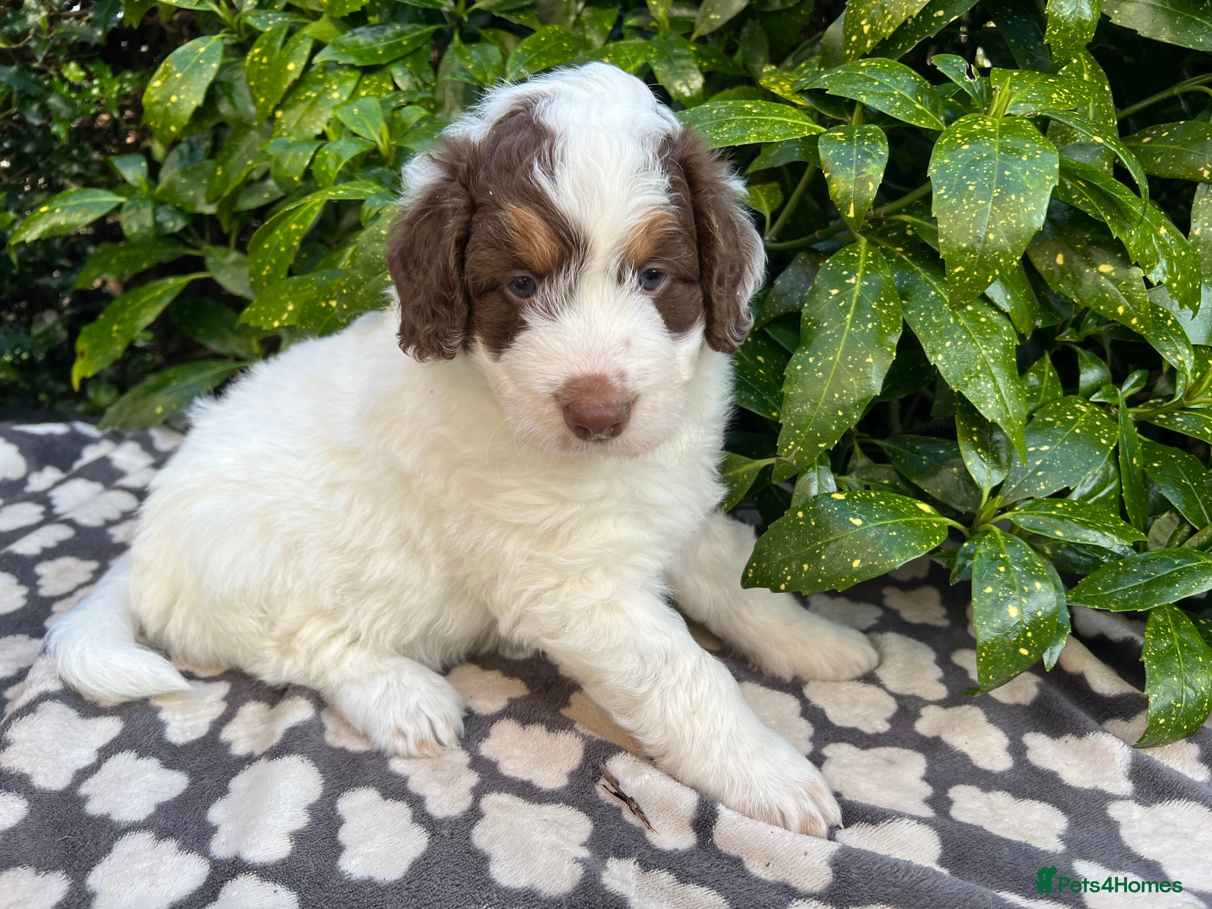 Bordoodle dogs F1 extensive genetic testing/full refund guarantee - Advert 2