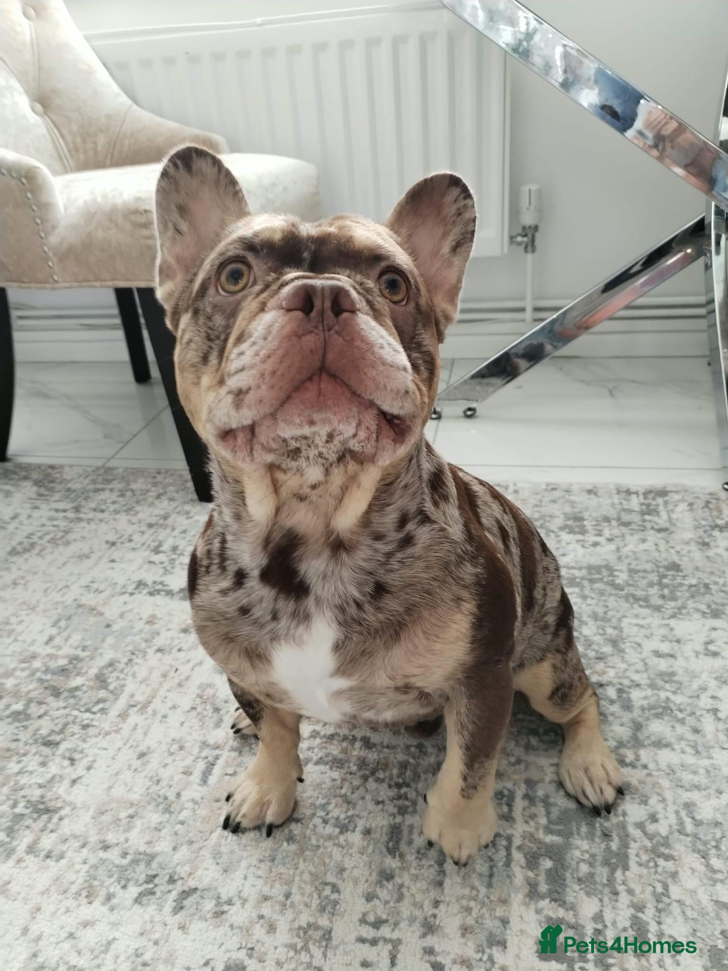 French Bulldog dogs for stud: For stud! Ferrari Jay!! EXOTIC DNA AND CARRIER  - Advert 1