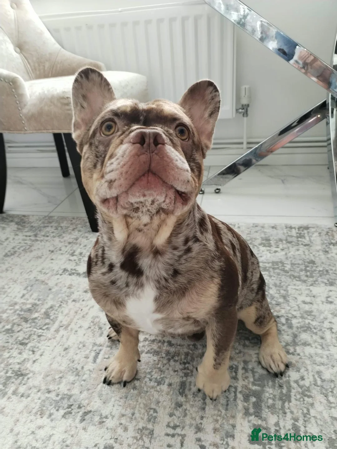 French Bulldog dogs for stud: For stud! Ferrari Jay!! EXOTIC DNA AND CARRIER  - Advert 1