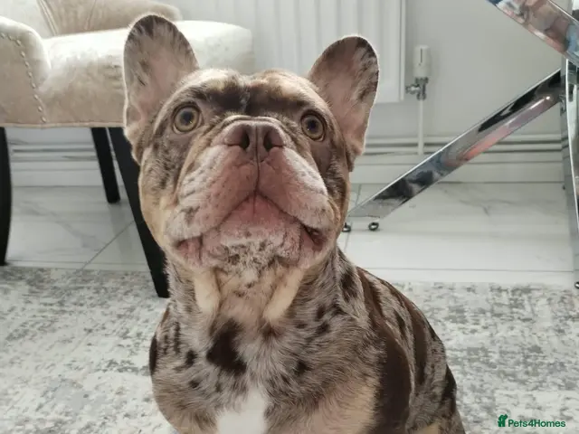 French Bulldog dogs For stud! Ferrari Jay!! EXOTIC DNA AND CARRIER - Advert 1