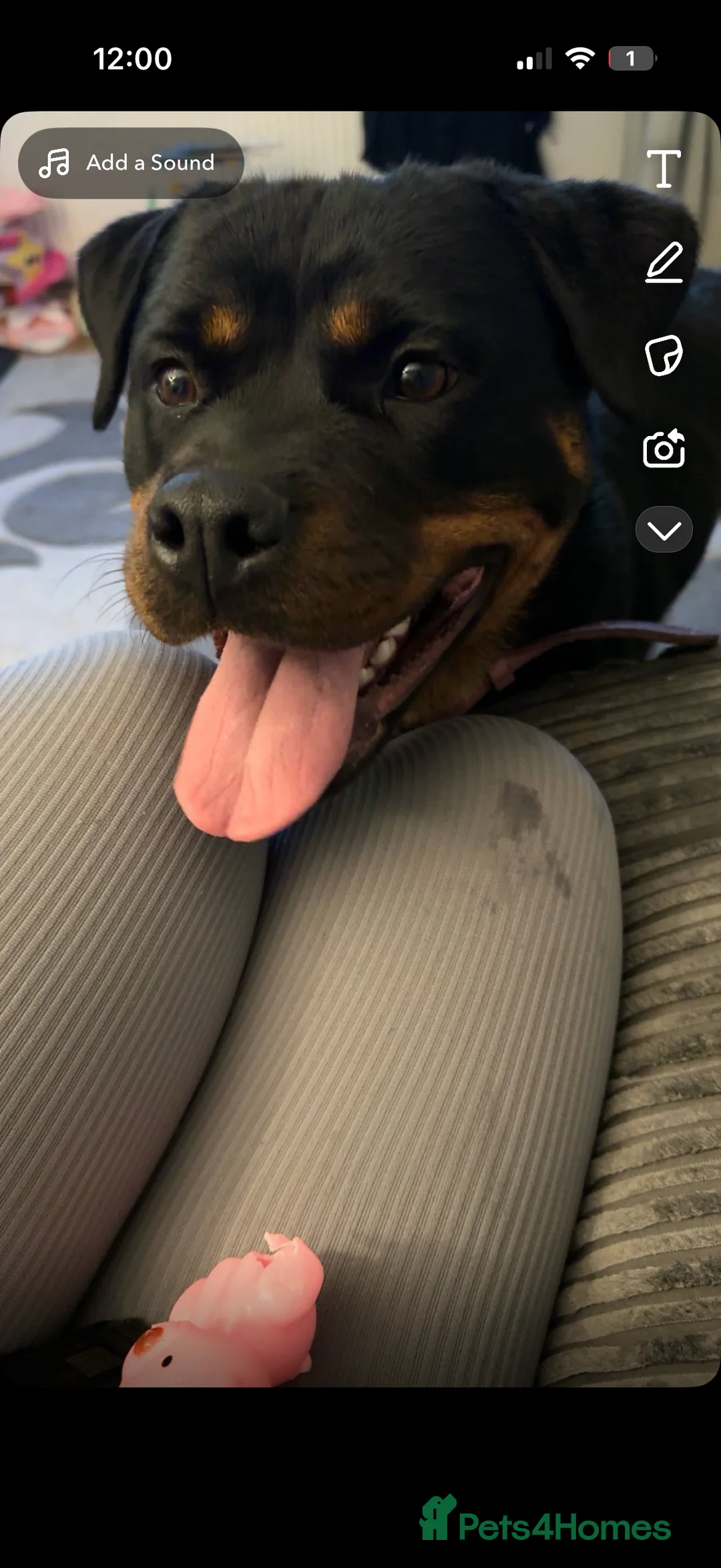 Rottweiler dogs for sale: 1 Year Old Rottweiler  - Advert 4