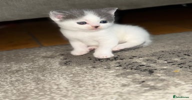 Mixed Breed cats - Advert 13