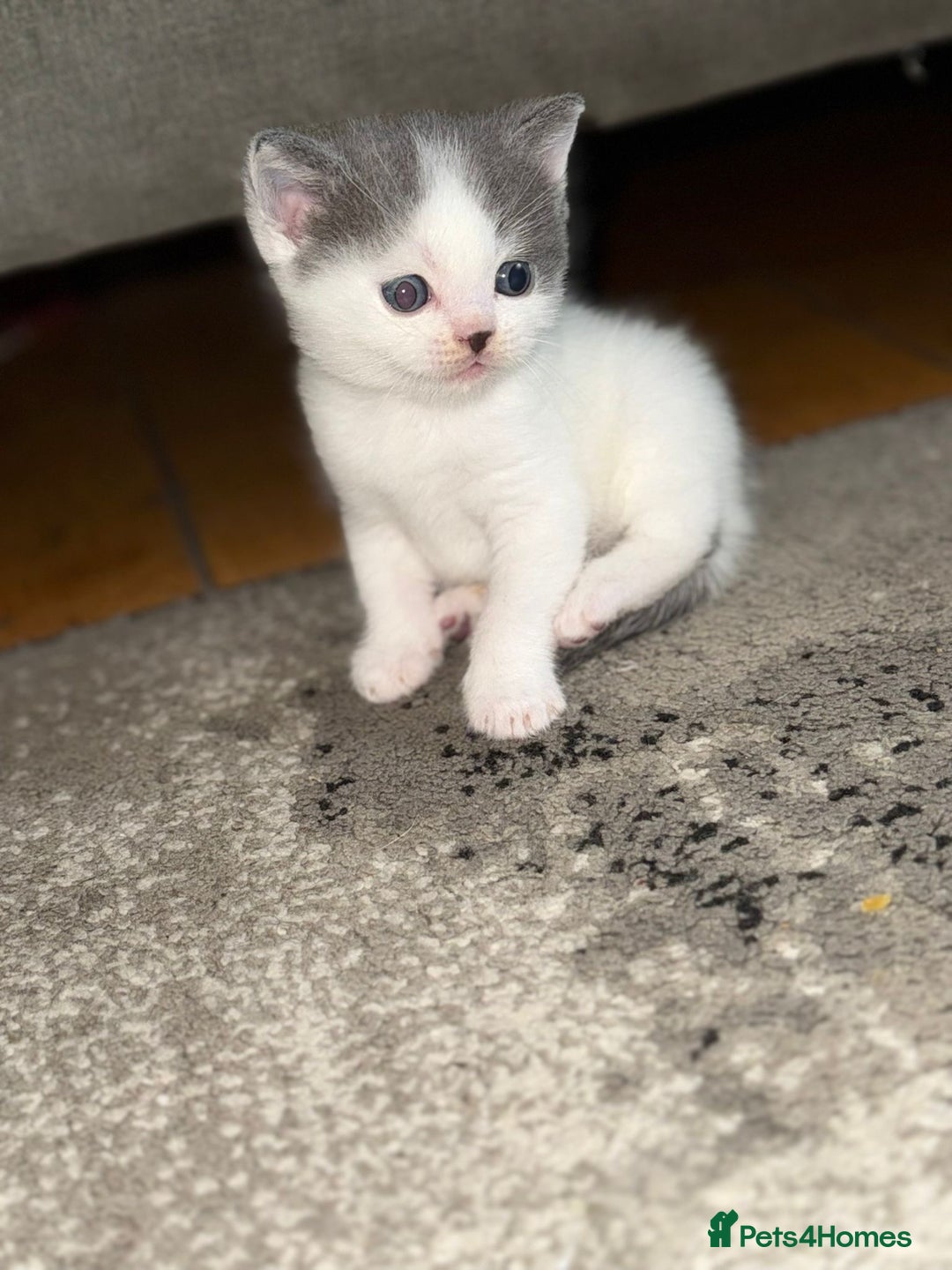 Mixed Breed cats for sale: Stunning Mixed Shorthair Kittens  - Image 3
