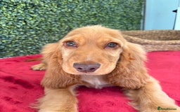 Cocker Spaniel dogs for sale: 🧡 Show Cocker Spaniel Puppy For Sale - Image 13