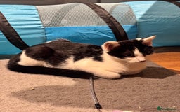 Domestic Shorthair cats for sale: Small & slim b&w kitten  - Image 3