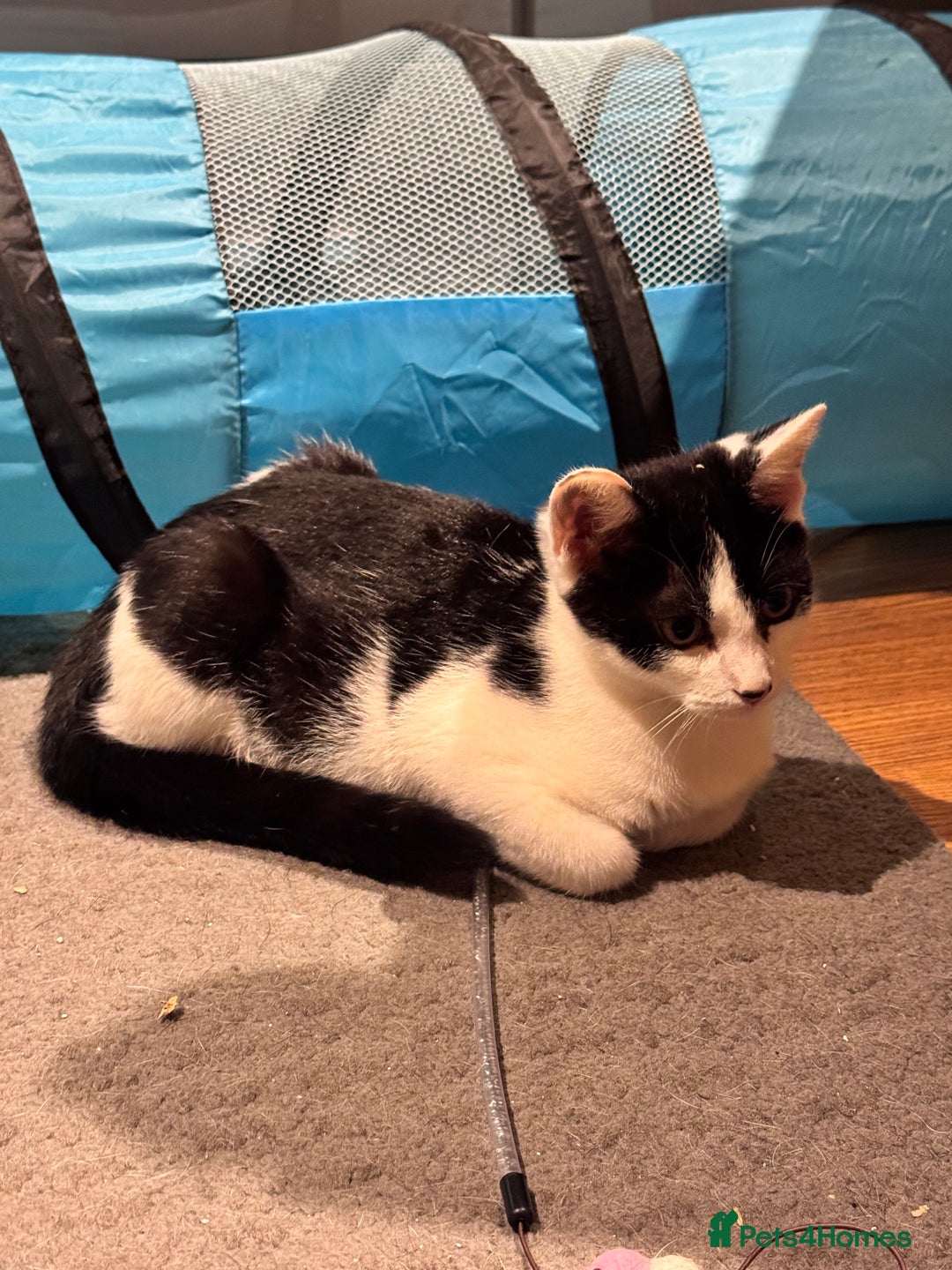 Domestic Shorthair cats for sale: Small & slim b&w kitten  - Image 3
