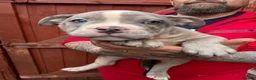 American Bully dogs for sale: Stunning Pocket Bully Puppies in Shrewsbury - Advert 4