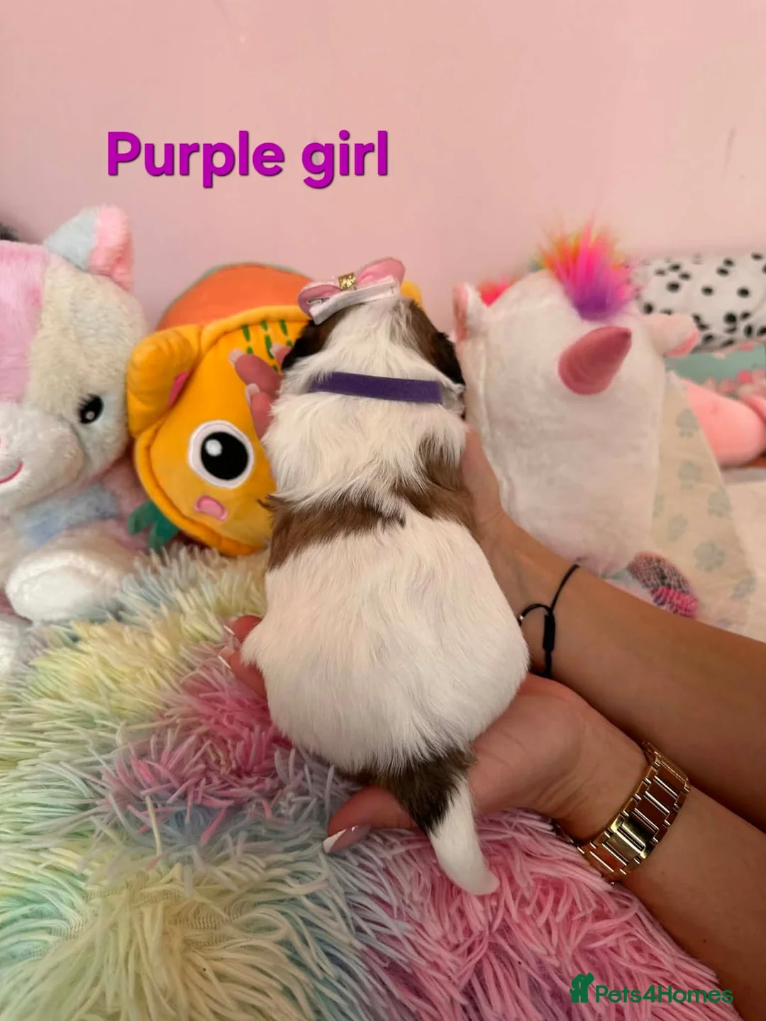 Shih Tzu dogs for sale: 🥰🐾 Adorable Shih Tzu Puppies 🐾🥰 - Advert 13