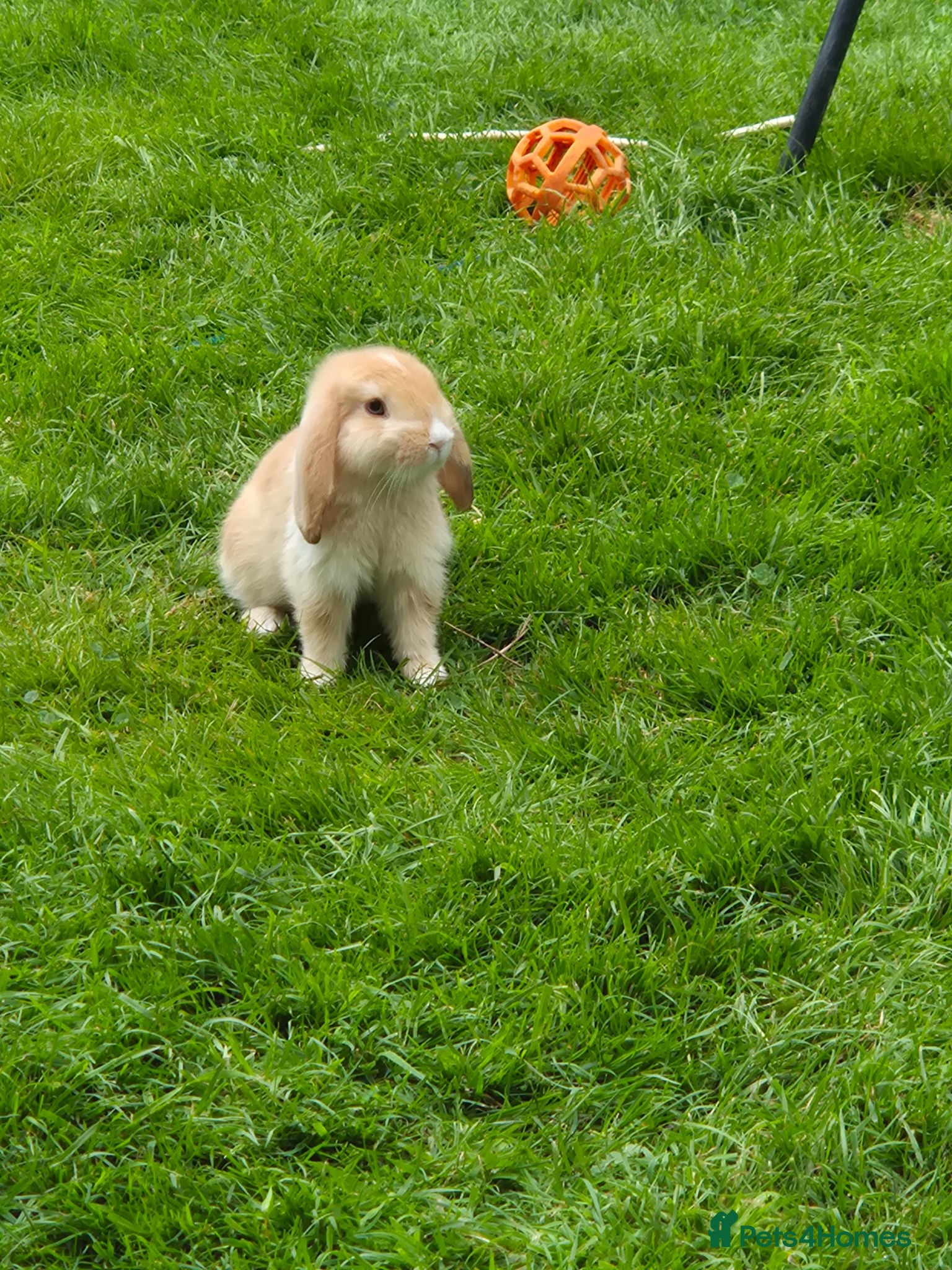 Mixed Breed rabbits REDUCED! Last boy!  - Advert 14