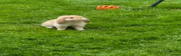 Mixed Breed rabbits for sale: REDUCED! Last boy!  - Advert 1