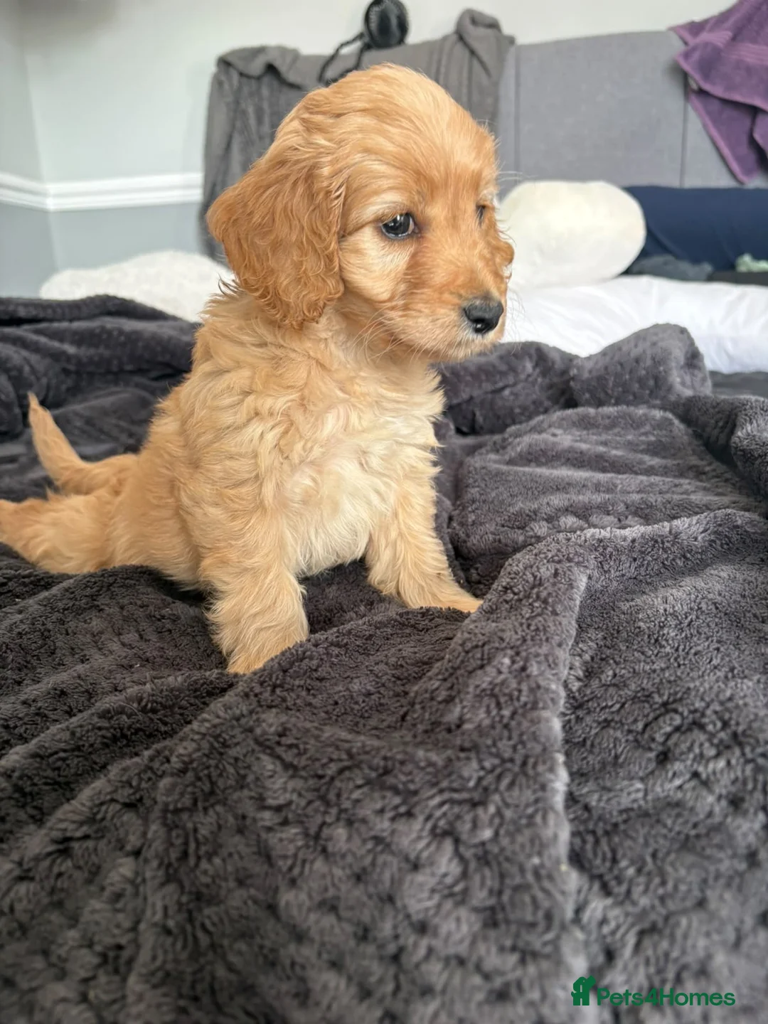 Mixed Breed dogs for sale: 2 lovely boys left Cavapoo - Advert 2