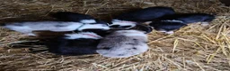 Border Collie dogs for sale: Border collie puppies - Advert 17