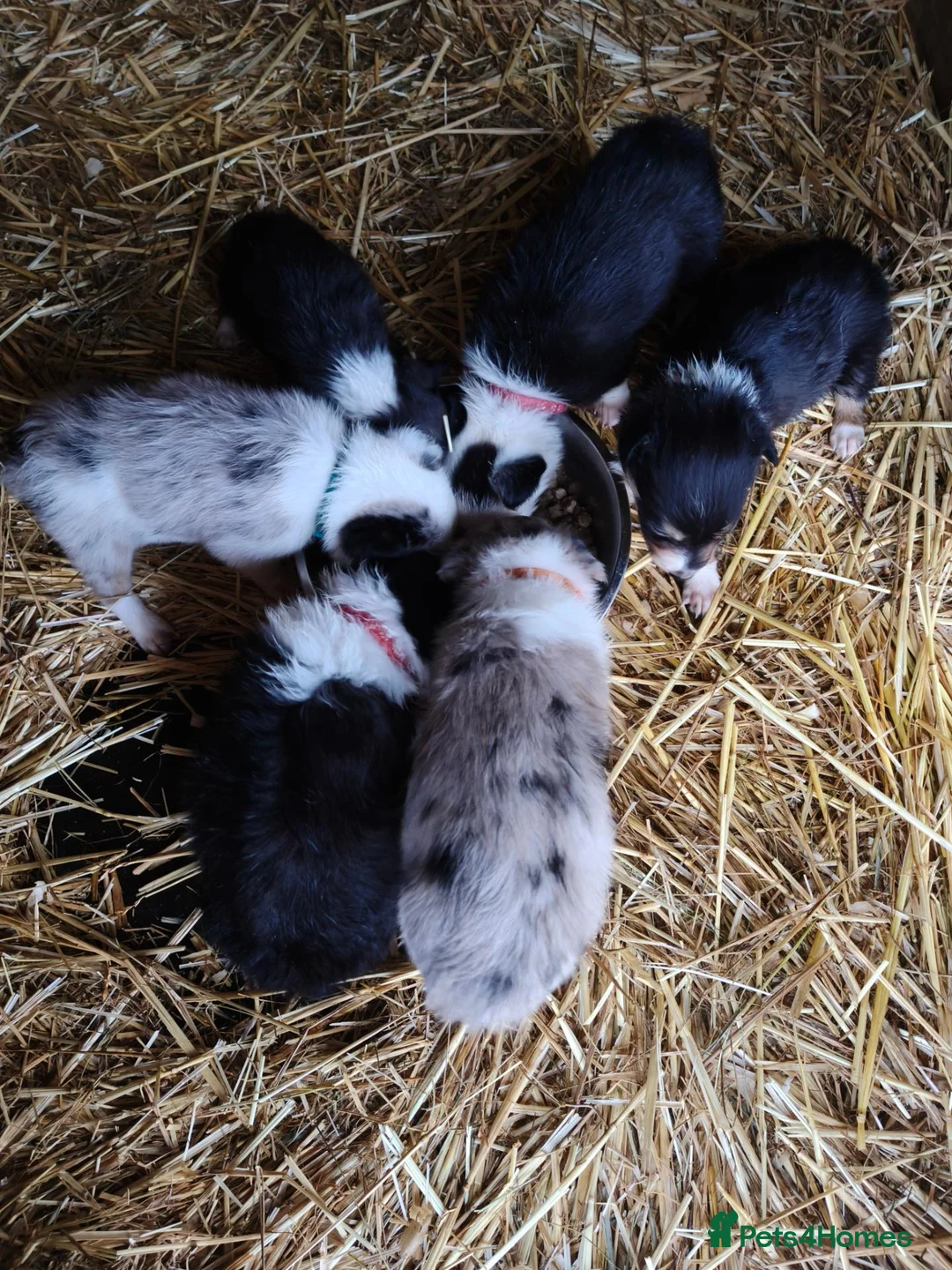 Border Collie dogs for sale: Border collie puppies - Advert 17