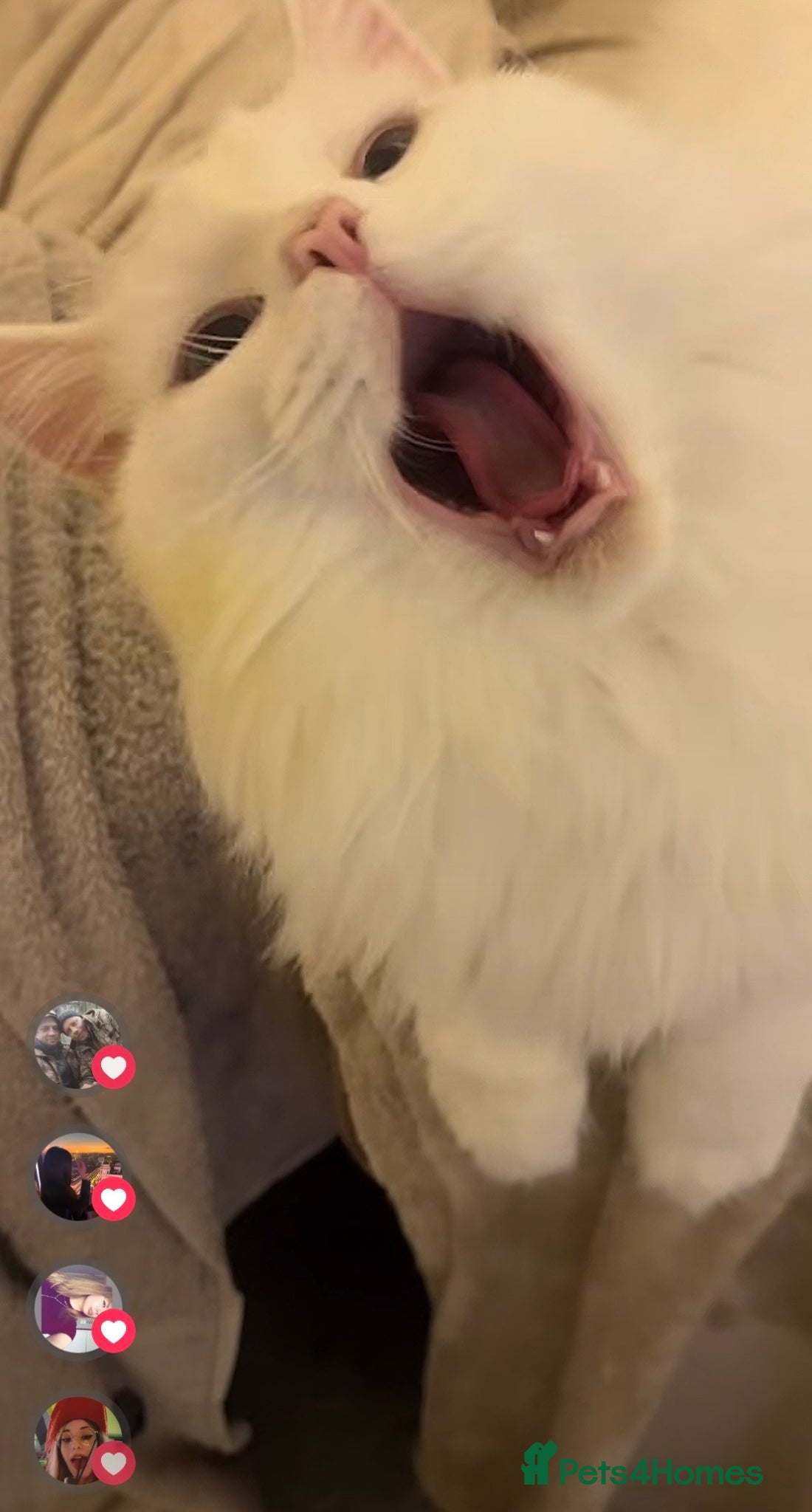 Maine Coon cats for sale: White Maine Coon cat in Darlington - Advert 2