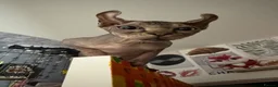 Sphynx cats for sale: Canadian Sphynx Elf  - Advert 8
