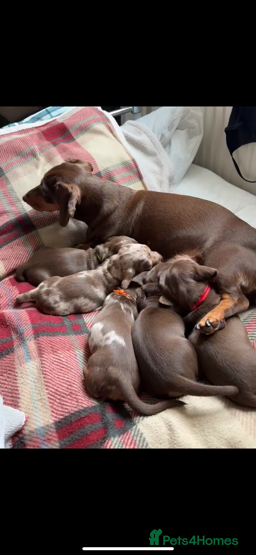 Miniature Dachshund dogs for sale: Miniature Dashund Puppy - Image 4