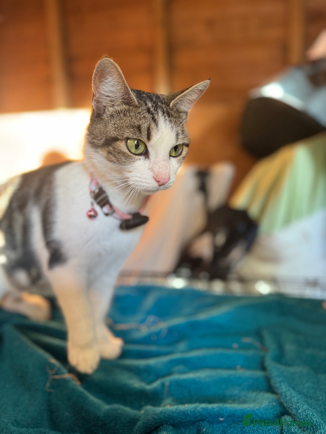 Mixed Breed cats for sale: 2 Beautiful Boys - Ready Now!  - Advert 2