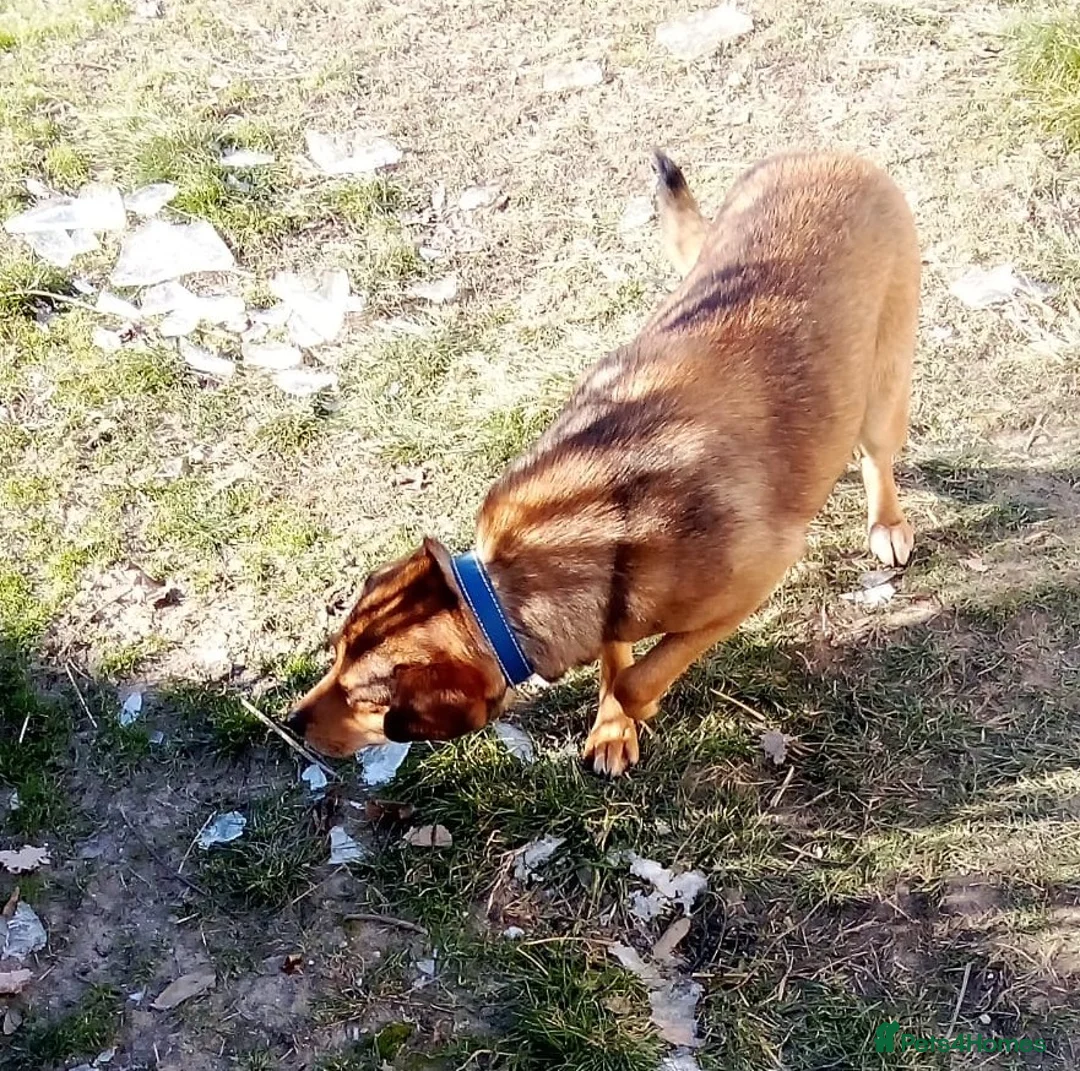 Mixed Breed dogs for adoption: ✨FOUND ON THE STREET, READY FOR HER SECOND CHANCE✨ - Advert 3