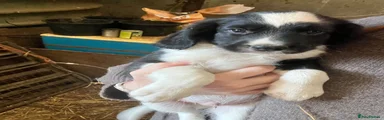 Mixed Breed 7
