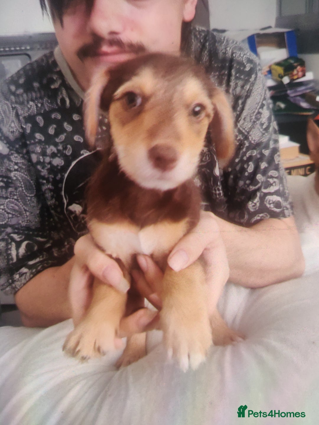 Mixed Breed dogs for sale: Puppies - Advert 5