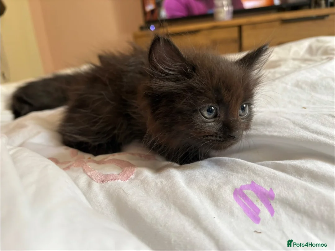 Ragdoll cats for sale: Ragdoll available  - Advert 2
