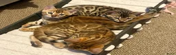 Bengal cats for sale: Pedigree Bengal Kittens, Ready from 20th October - Advert 3