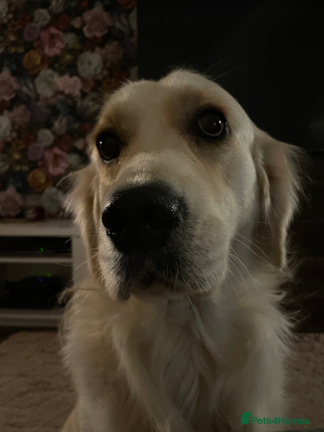 Golden Retriever dogs for sale: Meet Georgie & Bruno – Our Loving Golden Duo - Image 5