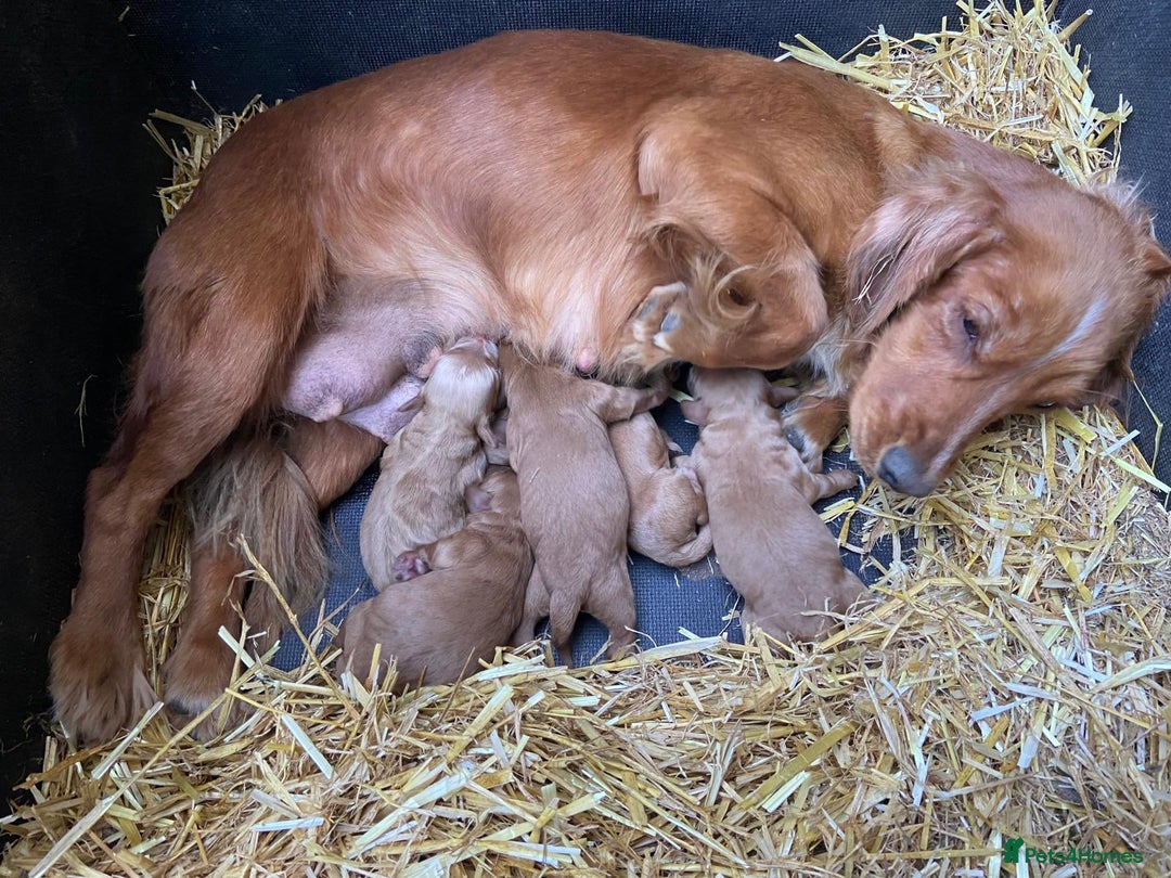 Cockapoo dogs for sale: Cockatoo puppies - Advert 11