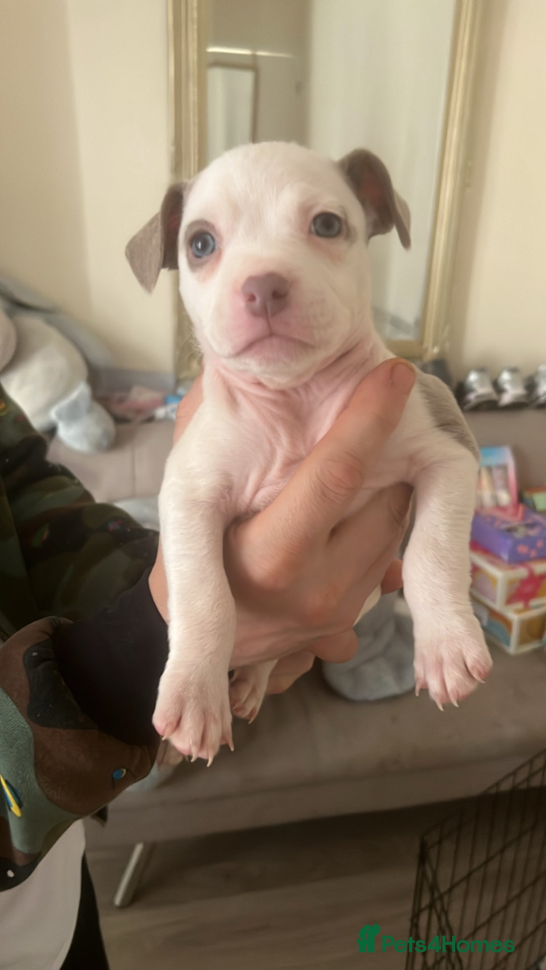 Mixed Breed dogs for sale: pocket bully x frenchie puppies 7 weeks old - Advert 10