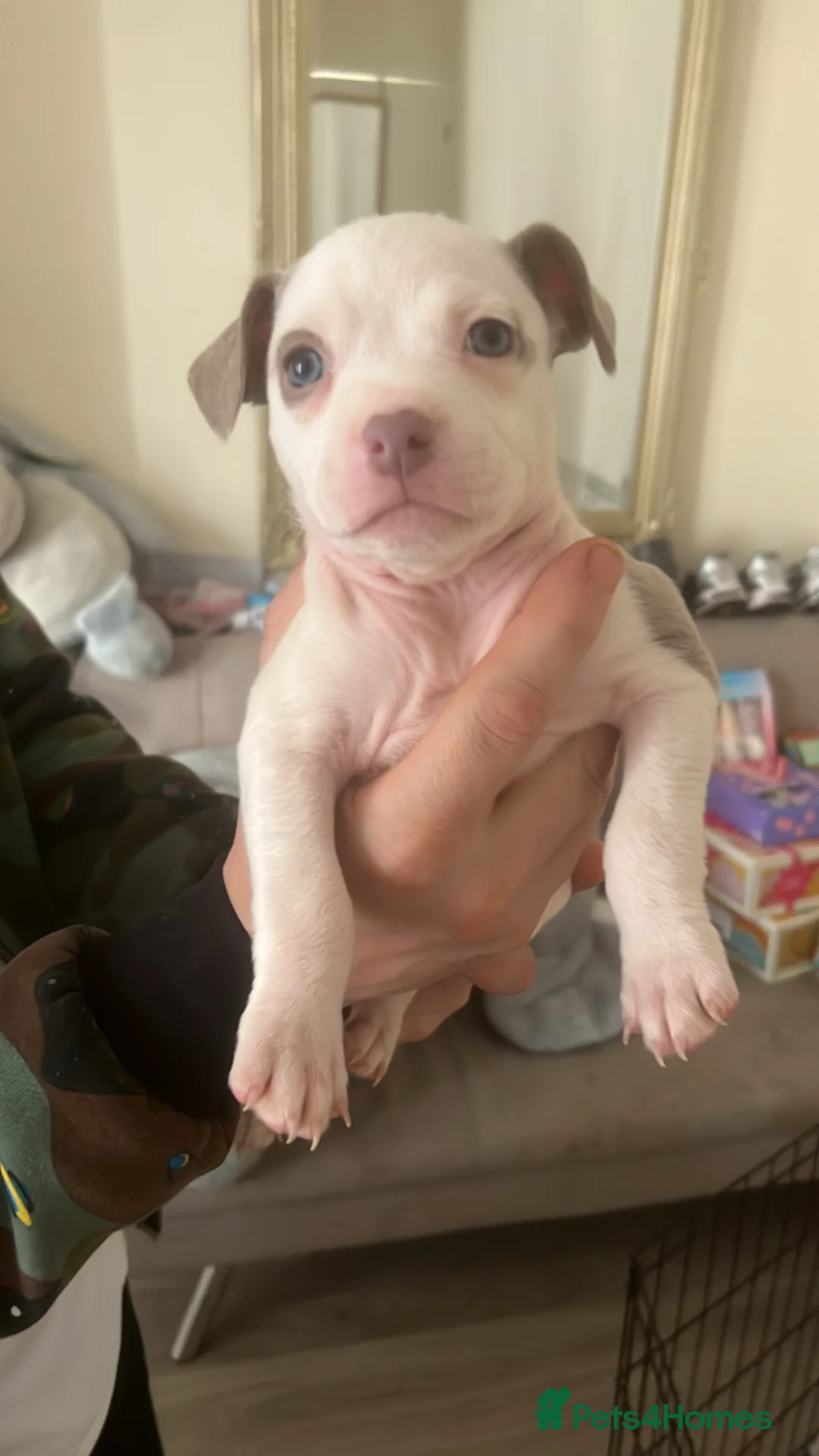 Mixed Breed dogs for sale: pocket bully x frenchie puppies ready to go  - Advert 9