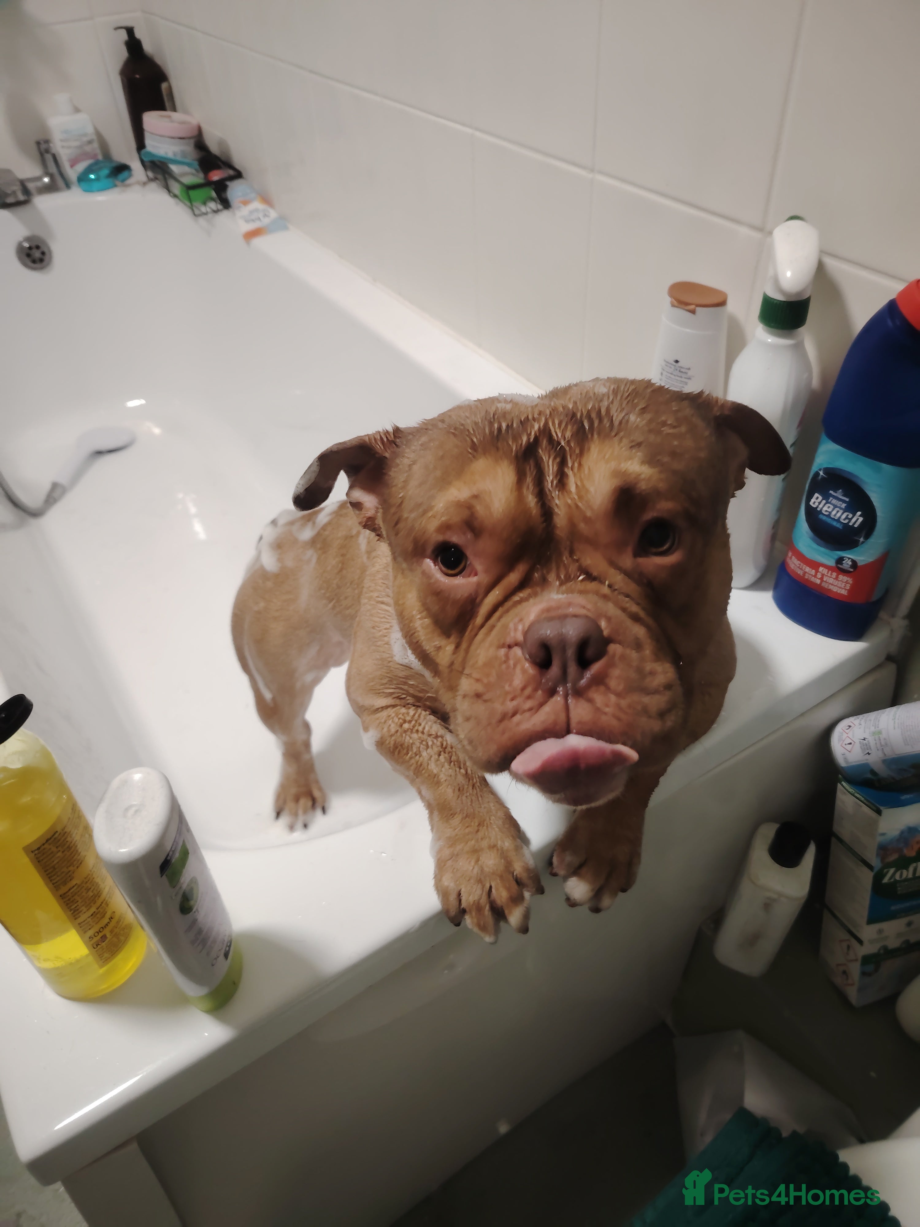 American Bully dogs Fudge the pocket bully  - Advert 11