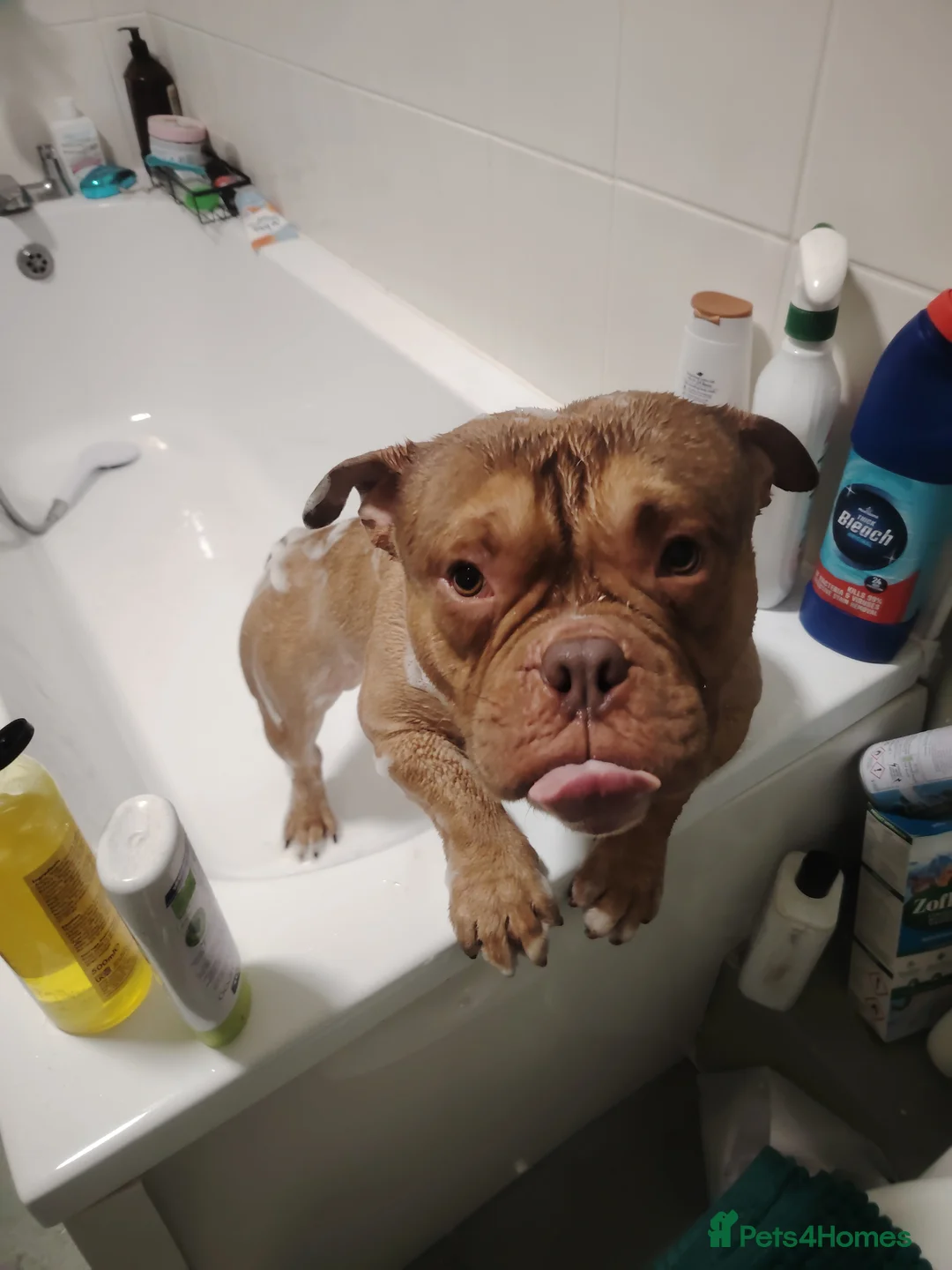 American Bully dogs for sale: Fudge the pocket bully  - Advert 2