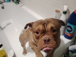 American Bully dogs Fudge the pocket bully - Advert 11