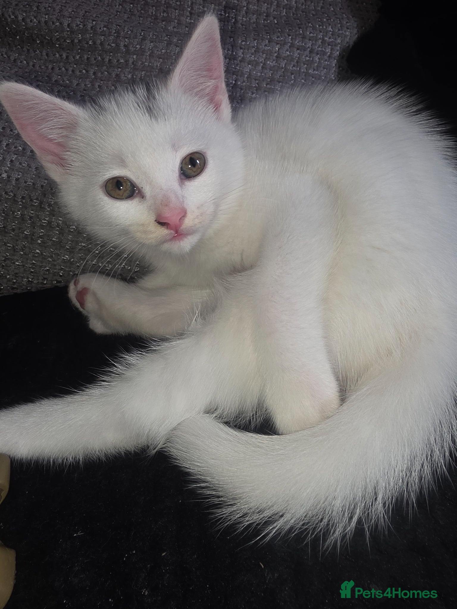 Mixed Breed cats Beautiful little girl  - Advert 9