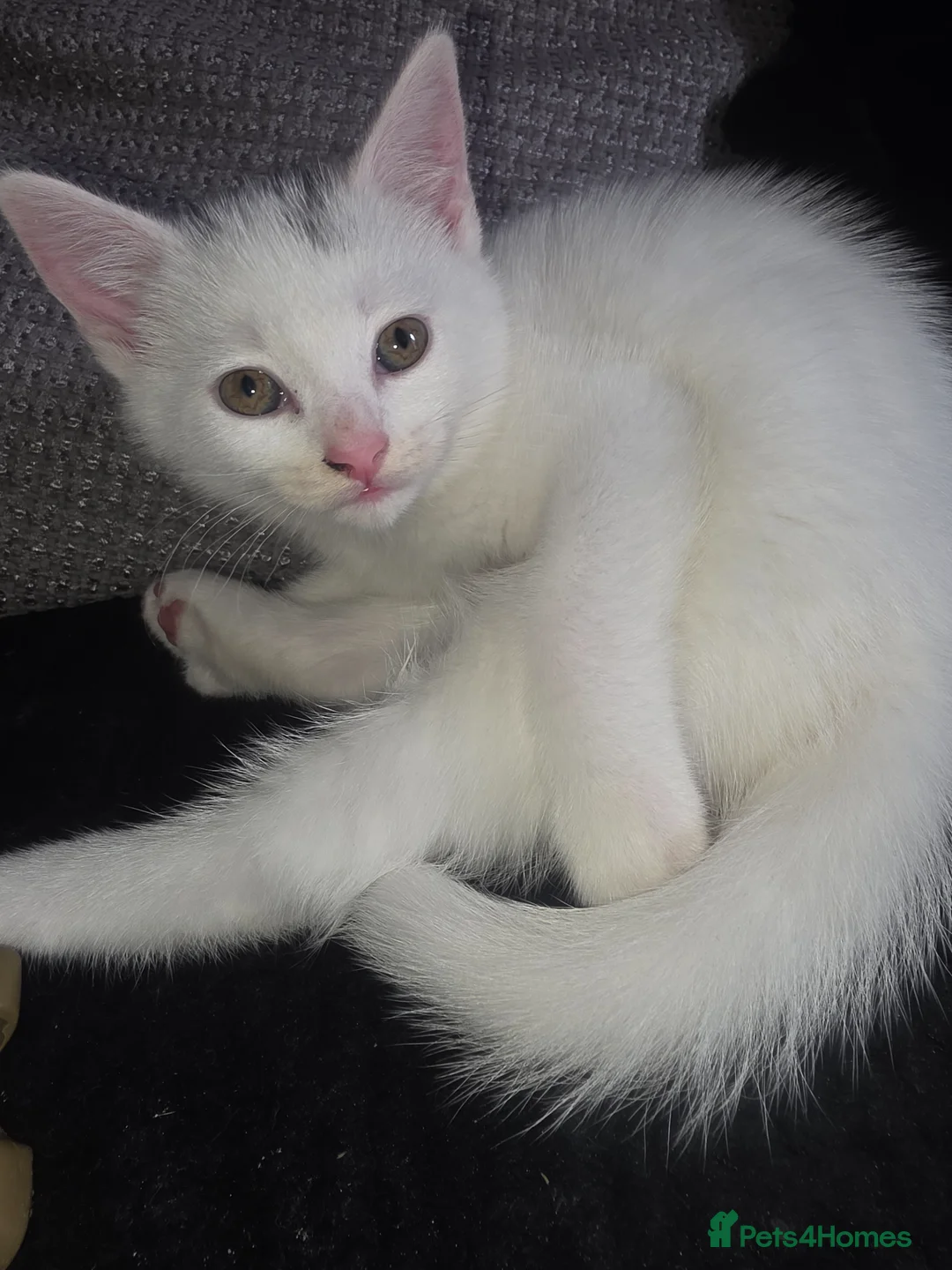 Mixed Breed cats for sale: Beautiful little girl  - Advert 1