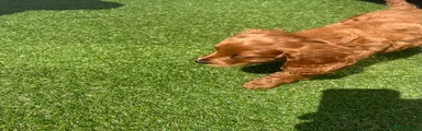 Cavapoo 3