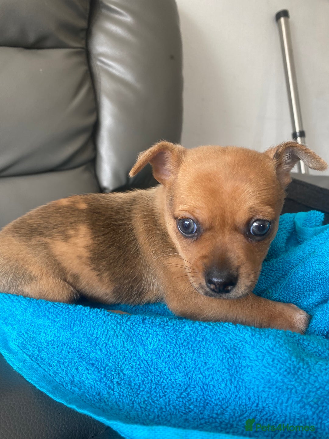 Chihuahua dogs for sale: Chihuahua boy puppy  - Image 2