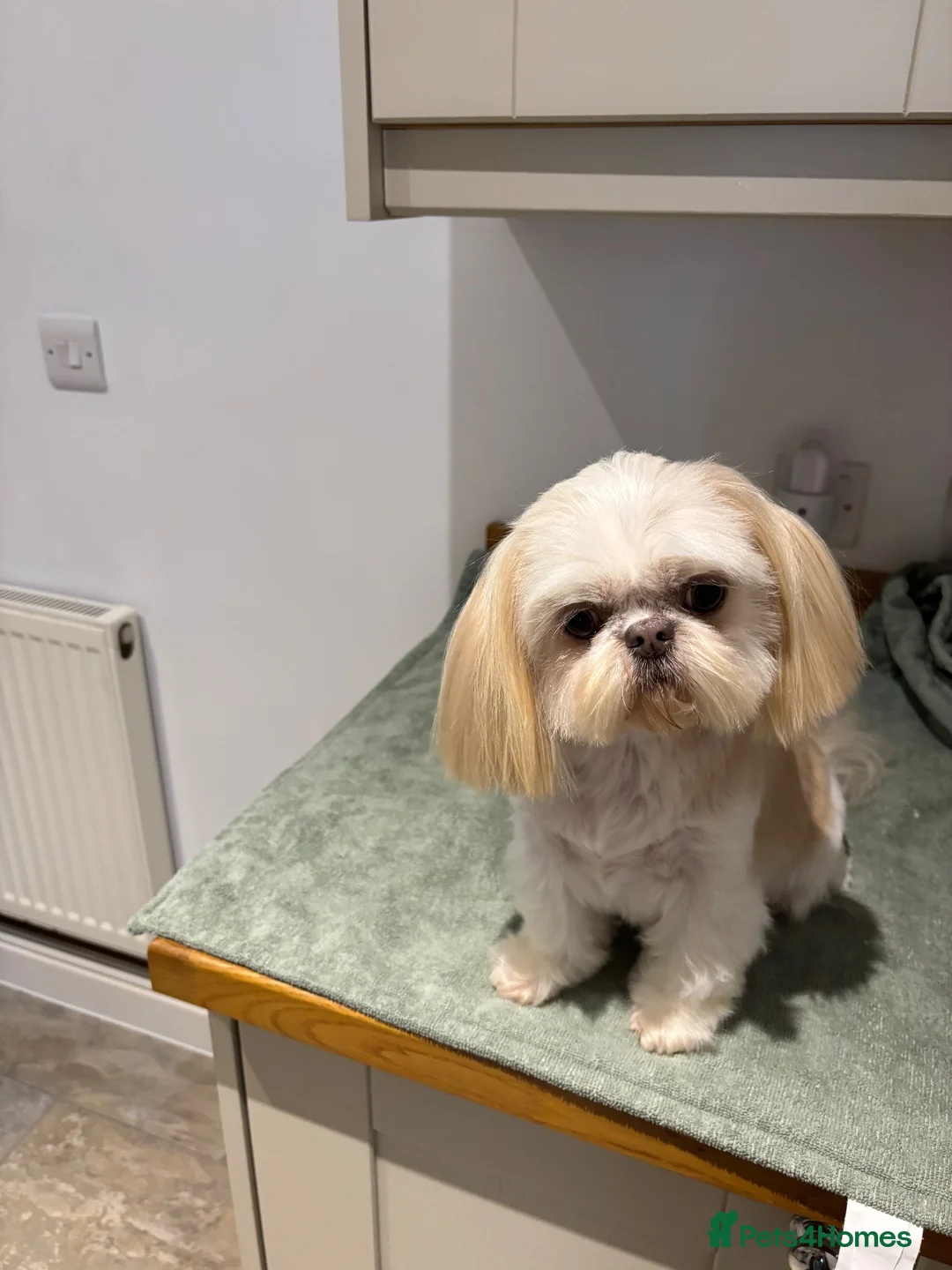 Shih Tzu dogs for sale: KC Imperial Shih Tzu Puppies in Steyning - Advert 2