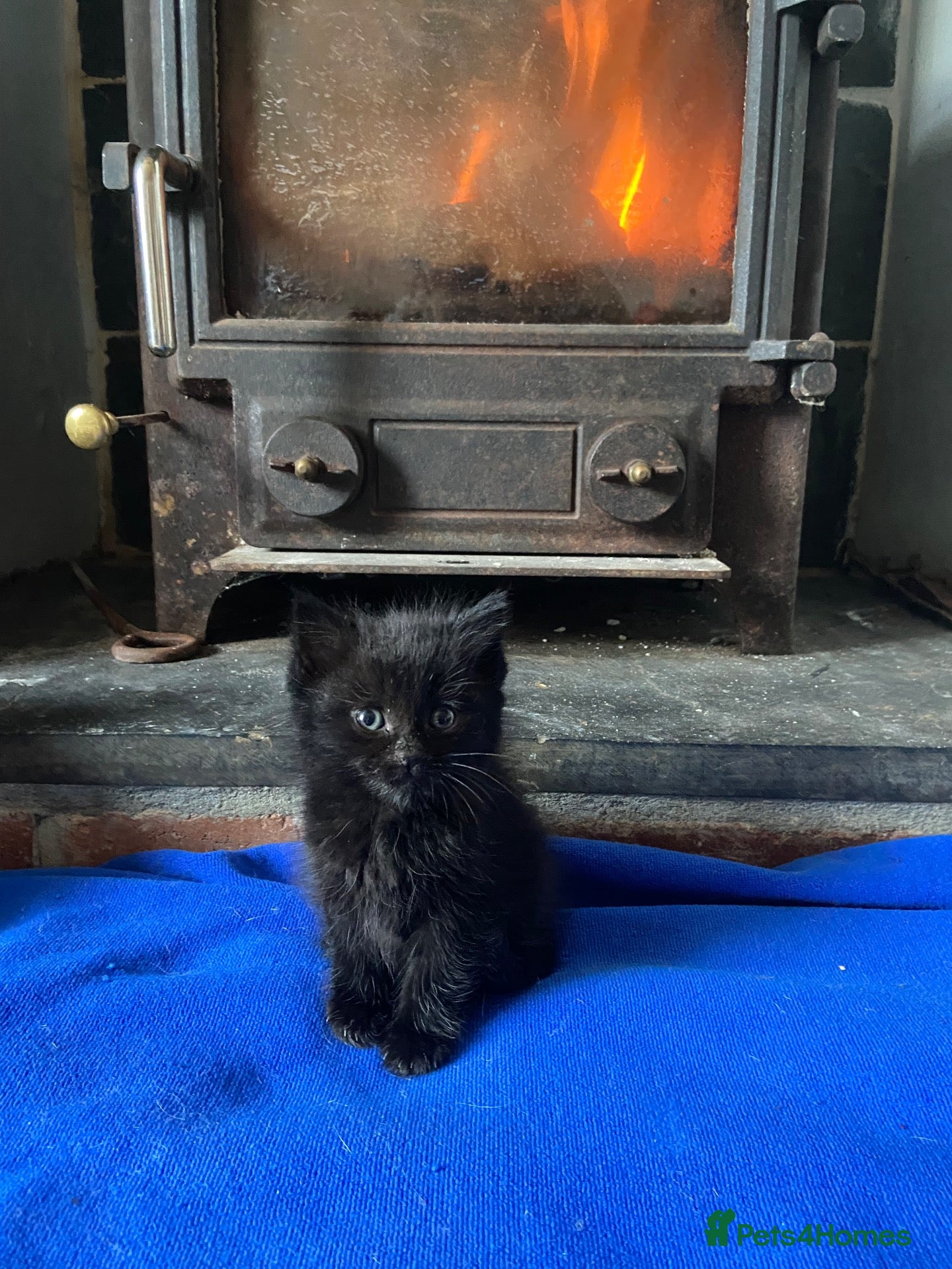 Mixed Breed cats for sale: 1 little full black boy - Advert 2