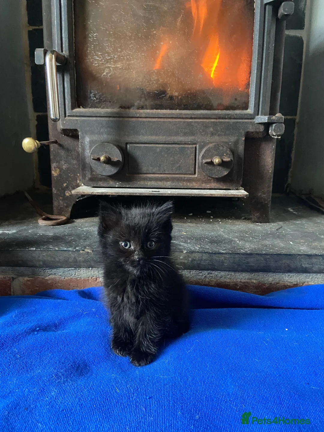 Mixed Breed cats for sale: 1 little full black boy - Advert 1