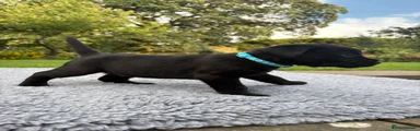 Labrador Retriever 2