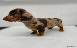 Miniature Dachshund dogs for sale: Ready Now - Smooth Mini Dachshund Girls - Image 6